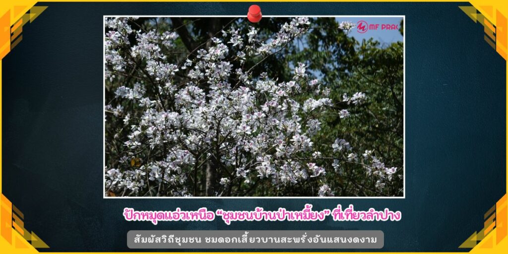 ชุมชนบ้านป่าเหมี้ยง