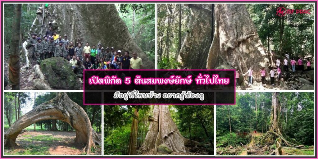 ต้นสมพงษ์ยักษ์
