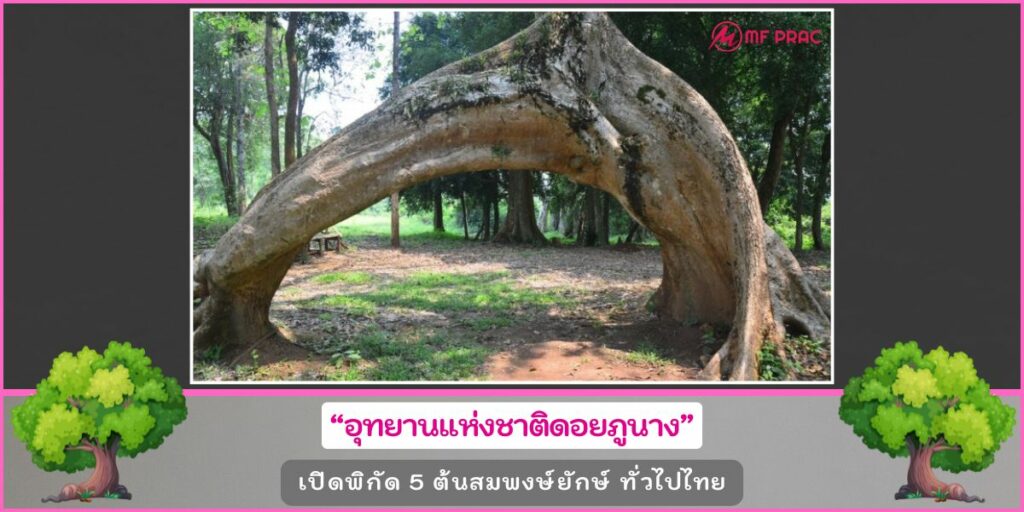 ต้นสมพงษ์ยักษ์