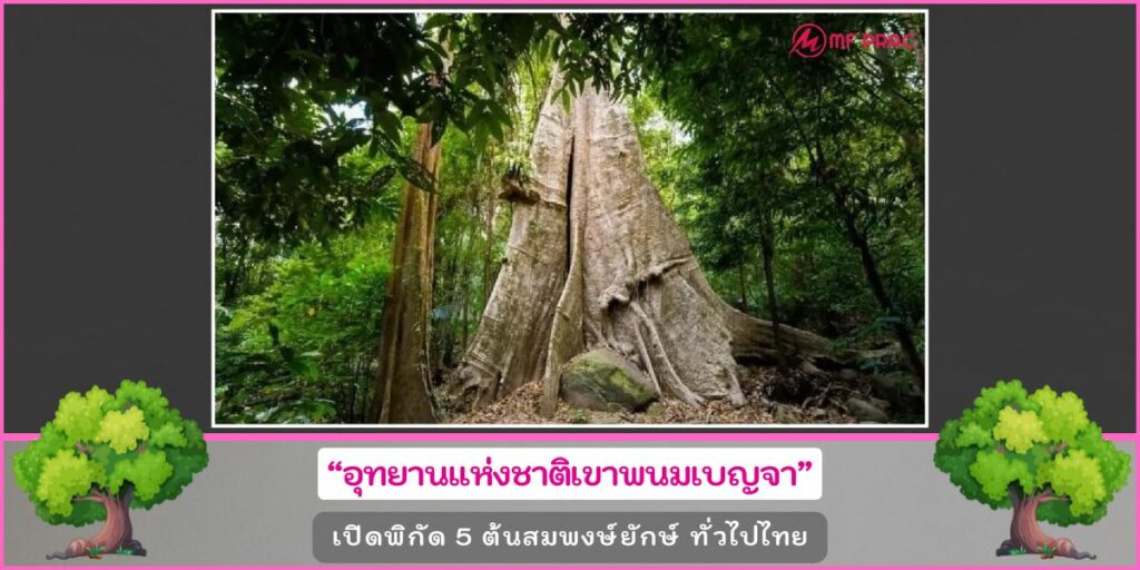 ต้นสมพงษ์ยักษ์