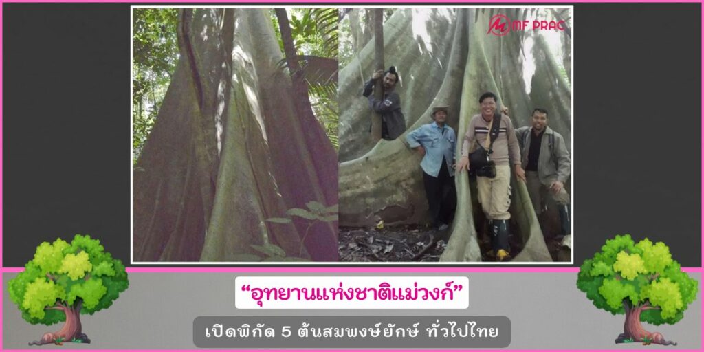 ต้นสมพงษ์ยักษ์