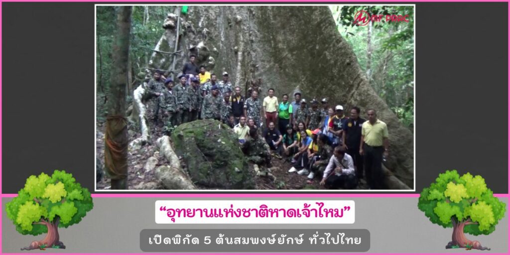 ต้นสมพงษ์ยักษ์