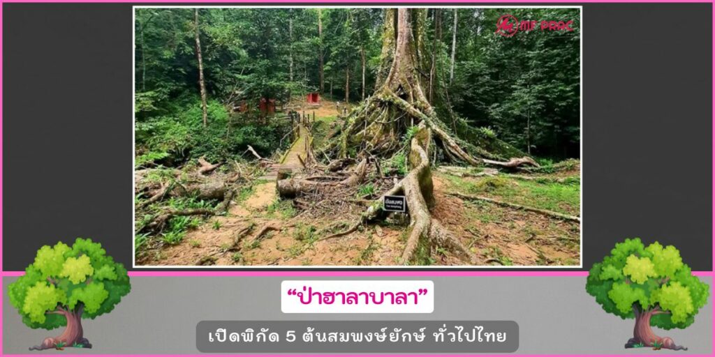 ต้นสมพงษ์ยักษ์