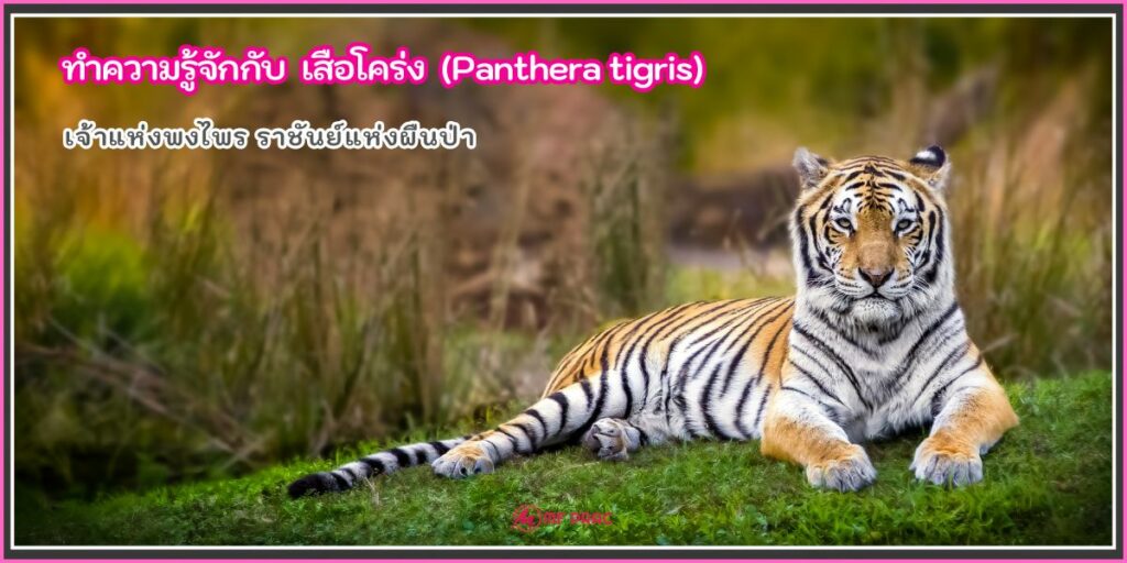 เสือโคร่ง