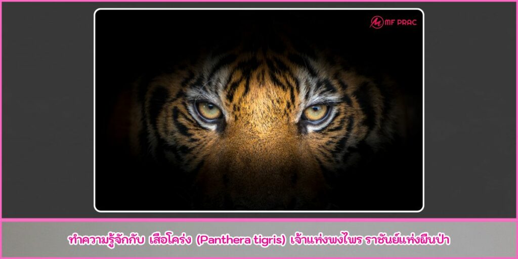 เสือโคร่ง