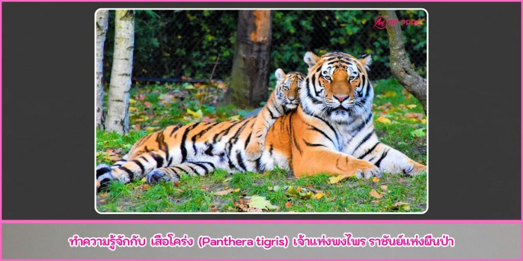 เสือโคร่ง