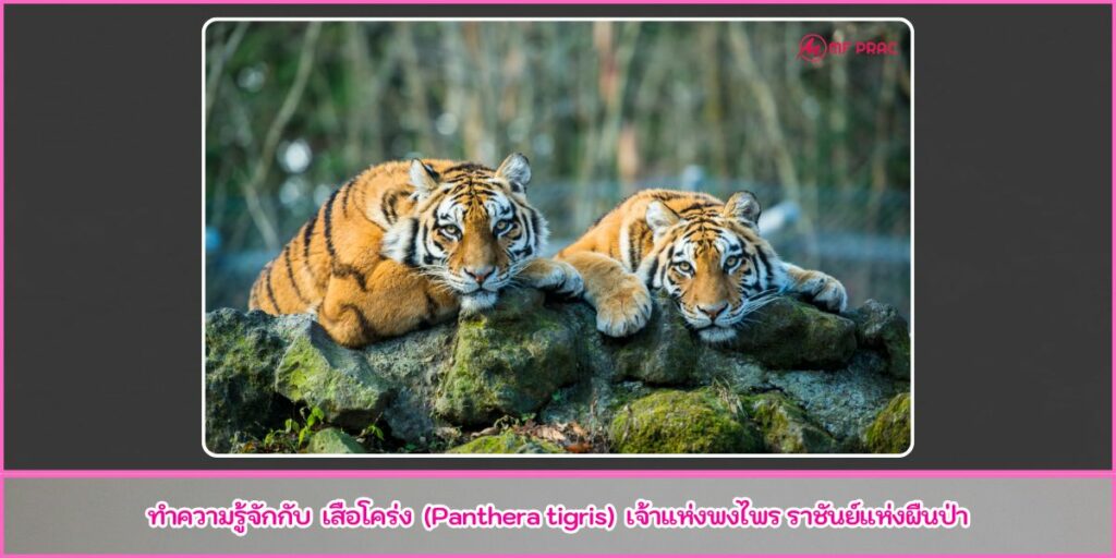 เสือโคร่ง