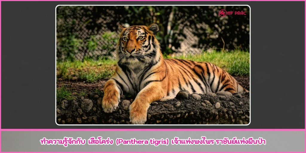 เสือโคร่ง