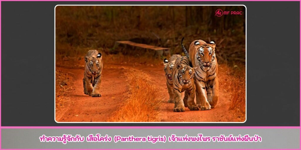 เสือโคร่ง