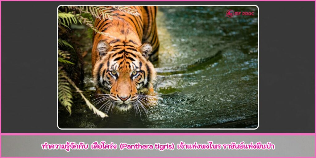 เสือโคร่ง