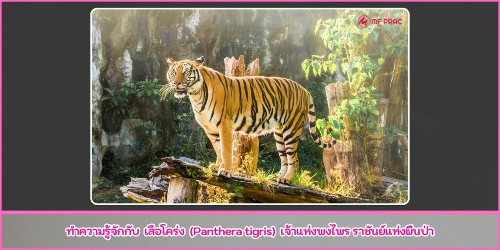 เสือโคร่ง